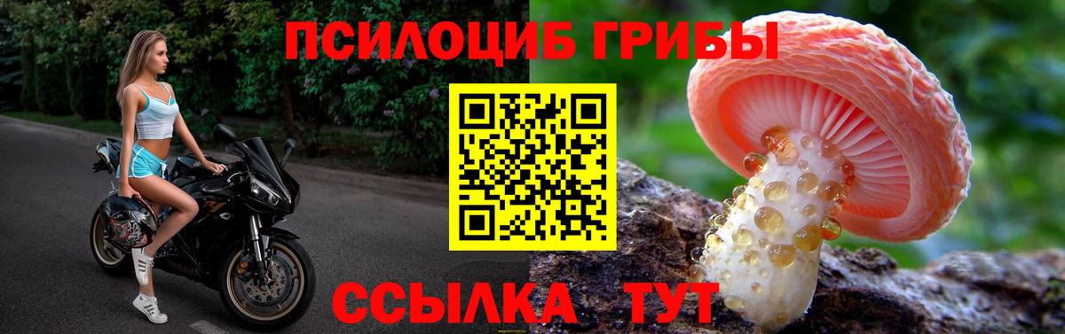 Галлюциногенные грибы Psilocybe Моршанск